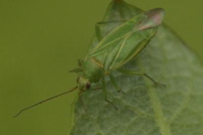 <i>Orthotylus marginalis</i>