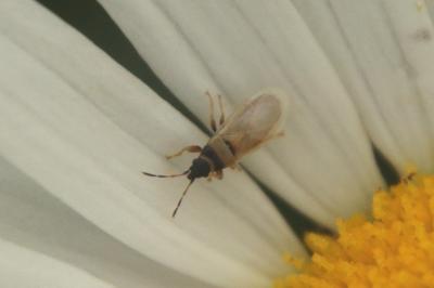 <i>Oxycarenus pallens</i>