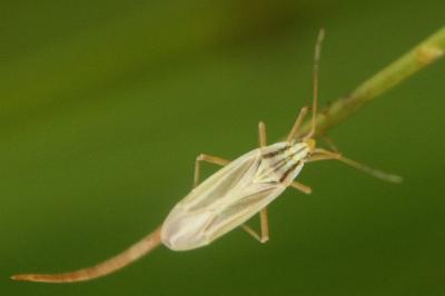 <i>Acetropis gimmerthalii</i>