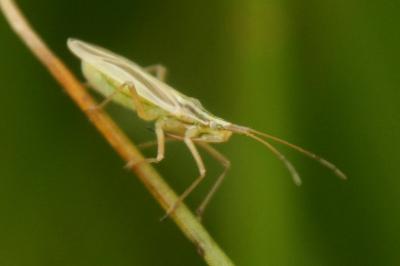 <i>Acetropis gimmerthalii</i>