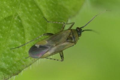 <i>Plagiognathus arbustorum</i>