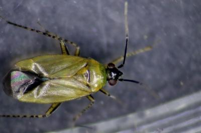 <i>Plagiognathus arbustorum</i>