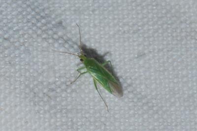 <i>Orthotylus marginalis</i>