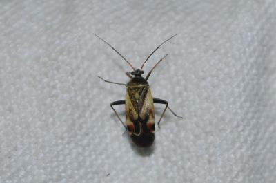 <i>Polymerus unifasciatus</i>
