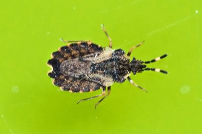 <i>Aradus versicolor</i>