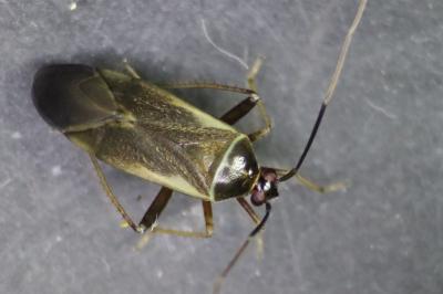 <i>Adelphocoris seticornis</i>