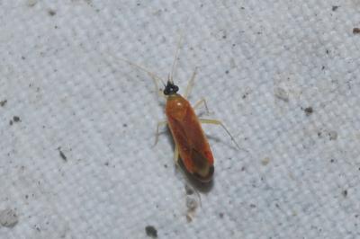 <i>Phylus melanocephalus</i>