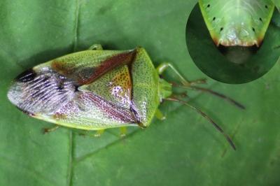 <i>Elasmostethus minor</i>