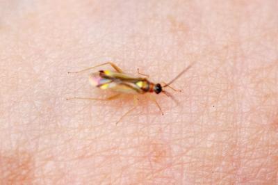 <i>Campyloneura virgula</i>