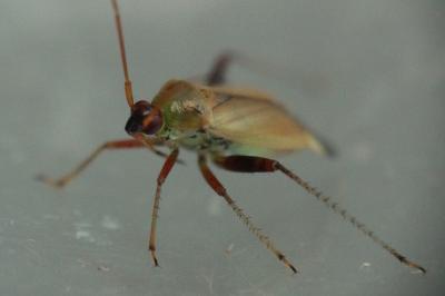 <i>Adelphocoris ticinensis</i>