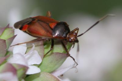 <i>Deraeocoris ruber</i>