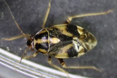 <i>Cyphodema instabilis</i>