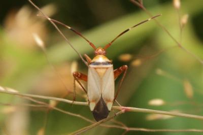 <i>Adelphocoris vandalicus</i>