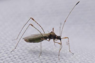 <i>Gampsocoris punctipes</i>