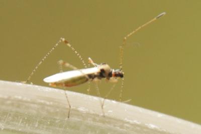 <i>Gampsocoris punctipes</i>