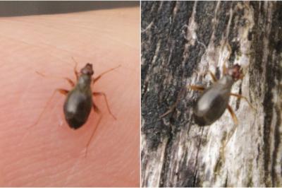 <i>Orthonotus rufifrons</i>