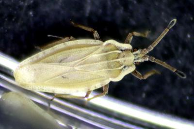 <i>Tingis auriculata</i>