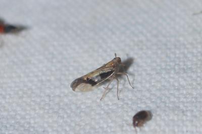 <i>Euides speciosa</i>