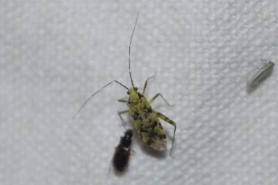 <i>Phytocoris tiliae</i>