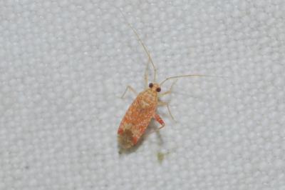 <i>Phytocoris meridionalis</i>