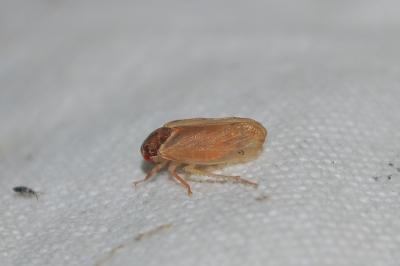 <i>Iassus lanio</i>