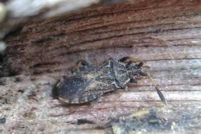 <i>Strobilotoma typhaecornis</i>