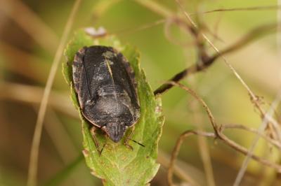 <i>Eurygaster austriaca</i>