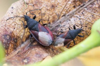 <i>Oxycarenus lavaterae</i>
