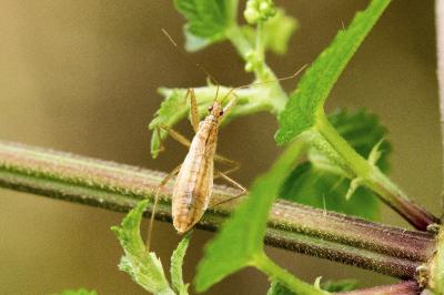 <i>Nabis limbatus</i>