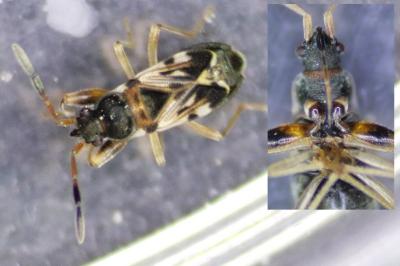 Scolopostethus affinis