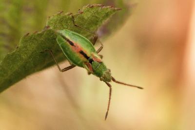 <i>Myrmus miriformis</i>