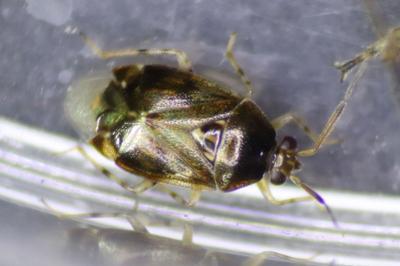 <i>Deraeocoris lutescens</i>