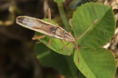 <i>Myrmus miriformis</i>