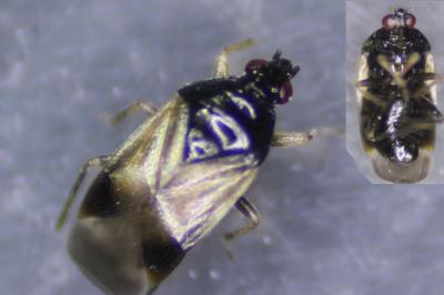 <i>Orius niger</i>