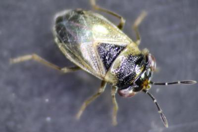 <i>Geocoris megacephalus</i>