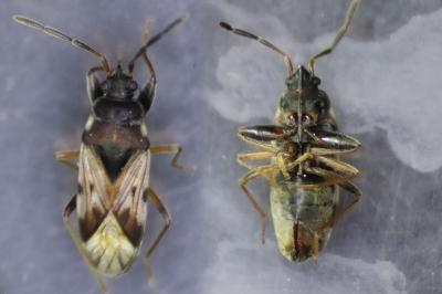 Scolopostethus affinis