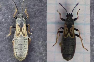 <i>Ischnodemus sabuleti</i>