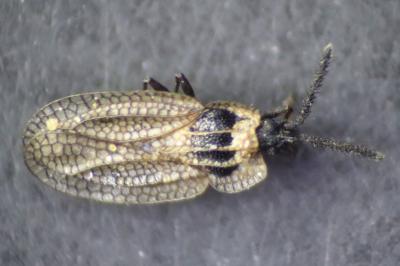 <i>Kalama tricornis</i>