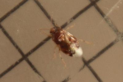 <i>Deraeocoris lutescens</i>