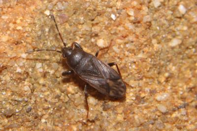 <i>Megalonotus sabulicola</i>