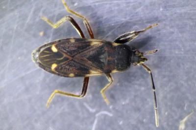 <i>Eremocoris podagricus</i>