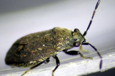 Punaise brune ponctuée (<i>Stygnocoris fuligineus</i>)