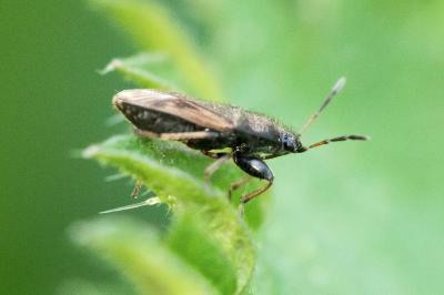 <i>Megalonotus sabulicola</i>