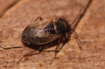 <i>Geocoris megacephalus</i>