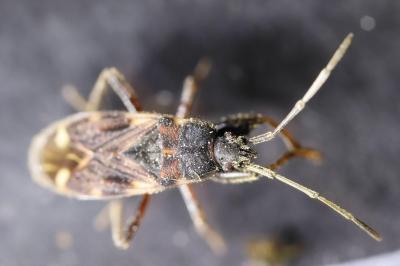 <i>Eremocoris podagricus</i>