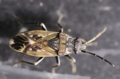 <i>Peritrechus lundii</i>