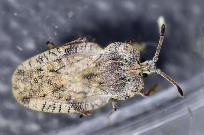 <i>Tingis ampliata</i>