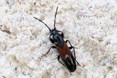 <i>Pterotmetus staphyliniformis</i>