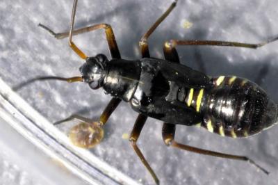 <i>Miris striatus</i>