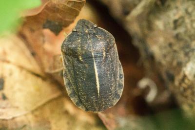<i>Eurygaster austriaca</i>